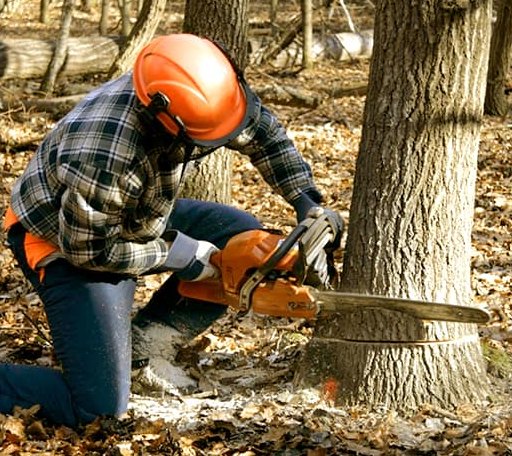 Tree Removal in Minneapolis, KS